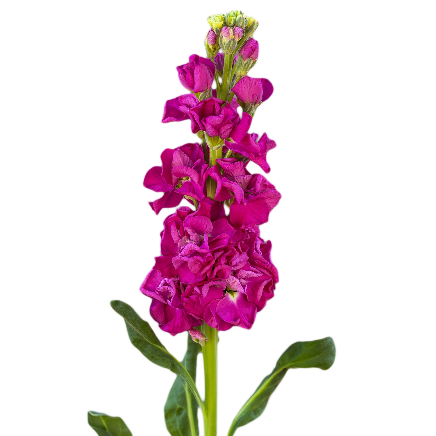 GIROFLEE IRON ROSE